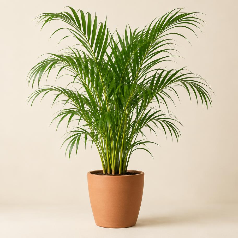 Areca Palm